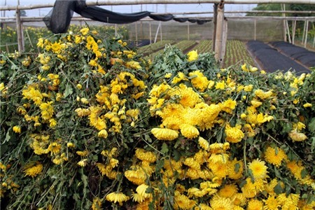 hoa-cúc, Tây-Tựu, chặt-bỏ, mất-giá