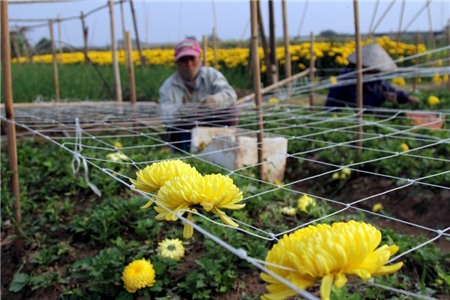hoa-cúc, Tây-Tựu, chặt-bỏ, mất-giá