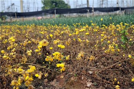 hoa-cúc, Tây-Tựu, chặt-bỏ, mất-giá