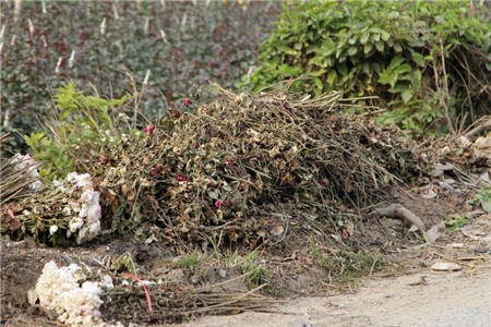 hoa-cúc, Tây-Tựu, chặt-bỏ, mất-giá