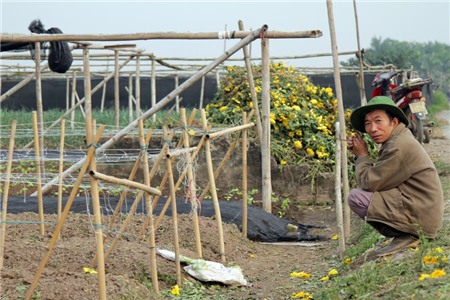 hoa-cúc, Tây-Tựu, chặt-bỏ, mất-giá