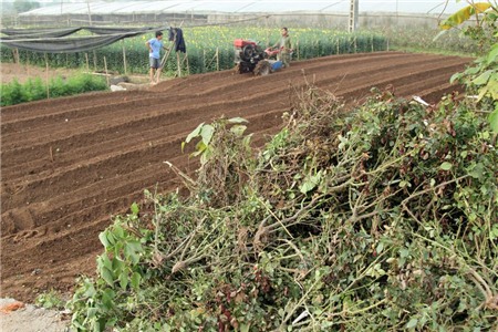 hoa-cúc, Tây-Tựu, chặt-bỏ, mất-giá