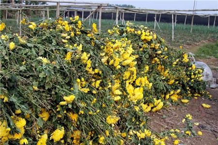 hoa-cúc, Tây-Tựu, chặt-bỏ, mất-giá