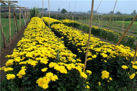 hoa-cúc, Tây-Tựu, chặt-bỏ, mất-giá