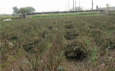 hoa-cúc, Tây-Tựu, chặt-bỏ, mất-giá