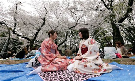 Chiêm ngưỡng sắc hoa anh đào Nhật Bản - 4