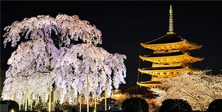 Chiêm ngưỡng sắc hoa anh đào Nhật Bản - 5