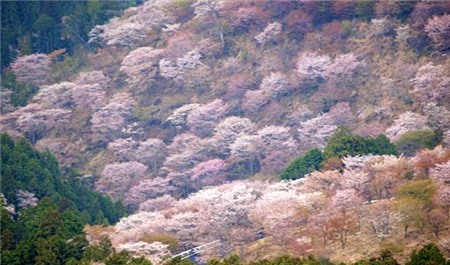 Chiêm ngưỡng sắc hoa anh đào Nhật Bản - 9