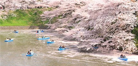 Chiêm ngưỡng sắc hoa anh đào Nhật Bản - 1