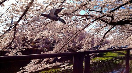 Chiêm ngưỡng sắc hoa anh đào Nhật Bản - 10