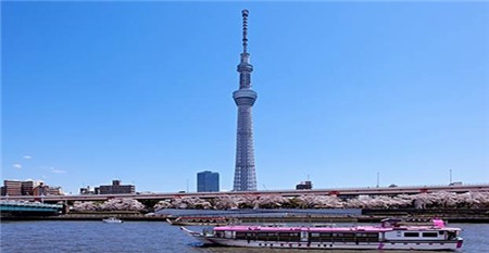 Chiêm ngưỡng sắc hoa anh đào Nhật Bản - 11