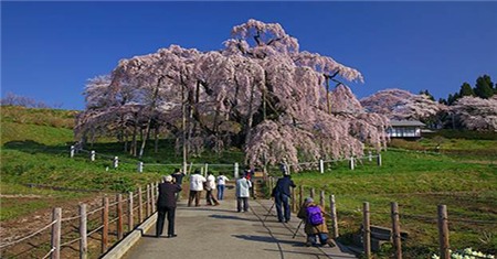 Chiêm ngưỡng sắc hoa anh đào Nhật Bản - 2