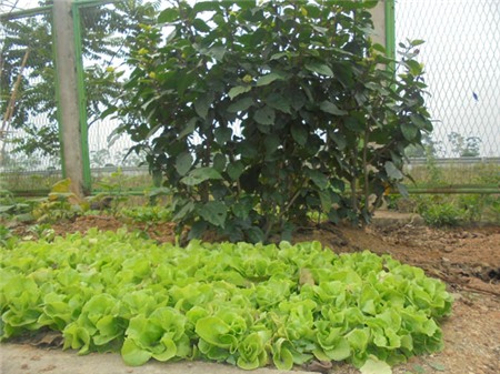 rau-sạch, Hà-Nội, đại-lộ-Thang-Long, dải-phân-cách, trồng-rau, nuôi-gà, nông-dân, thú-chơi,