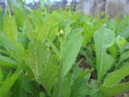 rau-sạch, Hà-Nội, đại-lộ-Thang-Long, dải-phân-cách, trồng-rau, nuôi-gà, nông-dân, thú-chơi,