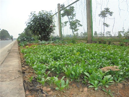 rau-sạch, Hà-Nội, đại-lộ-Thang-Long, dải-phân-cách, trồng-rau, nuôi-gà, nông-dân, thú-chơi,