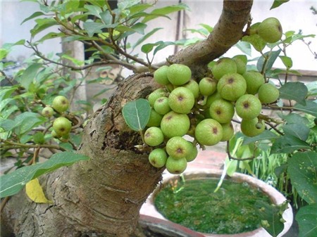 Chọn hoa, cây cảnh ý nghĩa trang trí nhà ngày Tết 10
