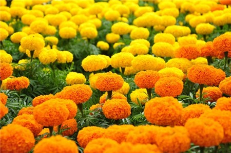 Chọn hoa, cây cảnh ý nghĩa trang trí nhà ngày Tết 16