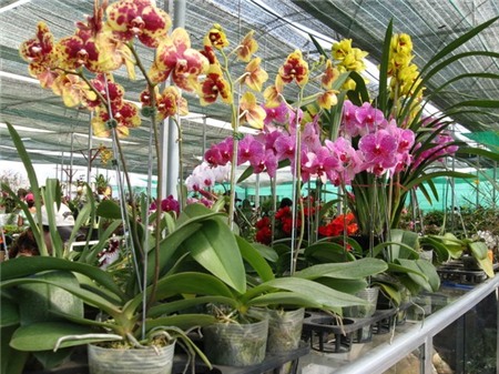 Chọn hoa, cây cảnh ý nghĩa trang trí nhà ngày Tết 19