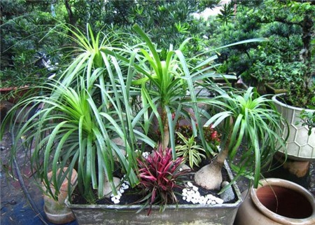 Chọn hoa, cây cảnh ý nghĩa trang trí nhà ngày Tết 3