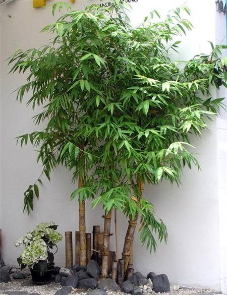 Chọn hoa, cây cảnh ý nghĩa trang trí nhà ngày Tết 6