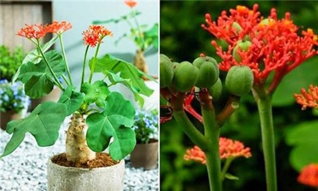Chọn hoa, cây cảnh ý nghĩa trang trí nhà ngày Tết 7