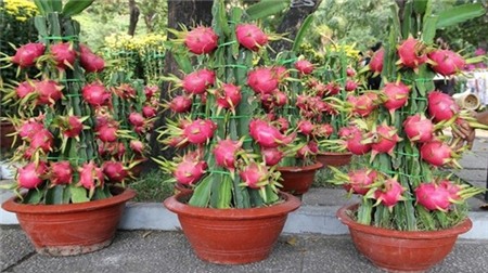 Chọn hoa, cây cảnh ý nghĩa trang trí nhà ngày Tết 8