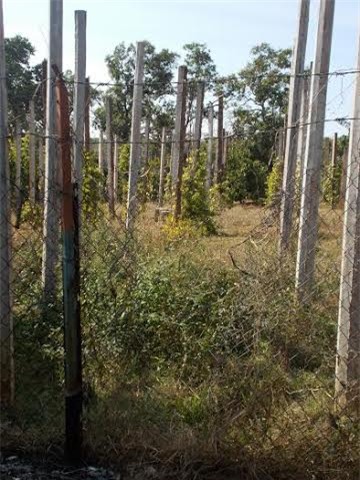 truy sát, gia lai, hung thủ, gia đình, án mạng, lời khai