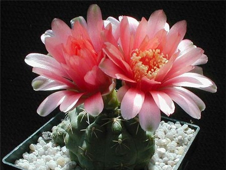 6 công dụng bất ngờ của cây cảnh trong nhà - 4