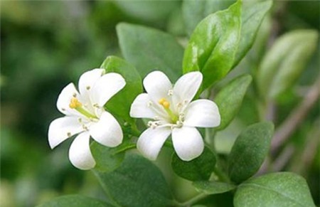 6 công dụng bất ngờ của cây cảnh trong nhà - 2