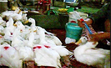 nấm-linh-chi, chơi-tết, cây-cảnh, táo-Mỹ, hàng-độc, hàng-Thái, tiền-âm-phủ, Hà-Nội, tôm-tạp-chất, gà-vịt, tăng-trọng, xăng,