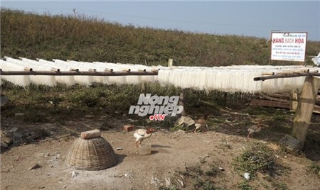 Miến phơi cạnh mương nước, cạnh chuồng gà... Đọc thêm tại: https://nongnghiep.vn/mien-ban-tam-bui-hit-phan-ga-post138151.html | NongNghiep.vn