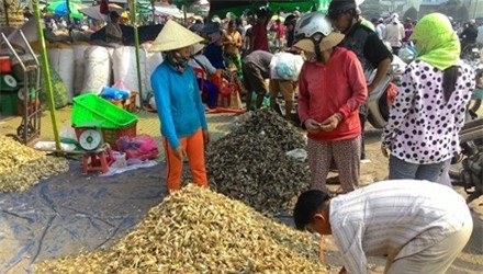 Củ kiệu là mặt hàng không giảm giá, còn có xu hướng tăng trong thời gian cận Tết.