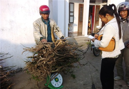 đinh-lăng, nhân-sâm-Việt-Nam, Hải-Hà, thu-nhập, dược-liệu