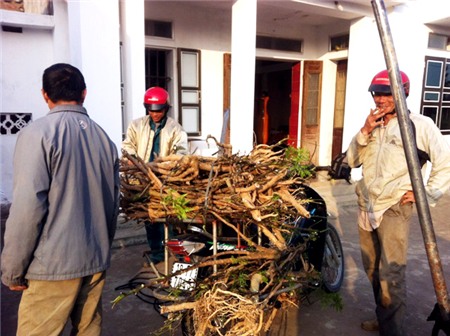 đinh-lăng, nhân-sâm-Việt-Nam, Hải-Hà, thu-nhập, dược-liệu