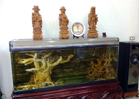 đinh-lăng, nhân-sâm-Việt-Nam, Hải-Hà, thu-nhập, dược-liệu