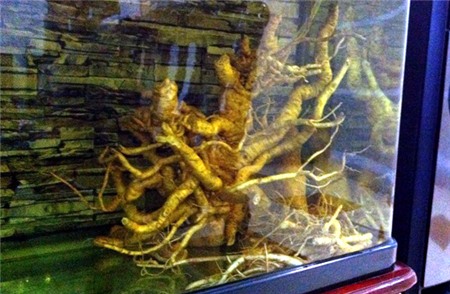 đinh-lăng, nhân-sâm-Việt-Nam, Hải-Hà, thu-nhập, dược-liệu