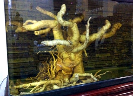 đinh-lăng, nhân-sâm-Việt-Nam, Hải-Hà, thu-nhập, dược-liệu