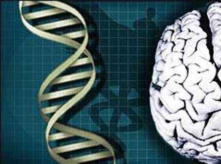 gen thông minh, con người, biến thể gen