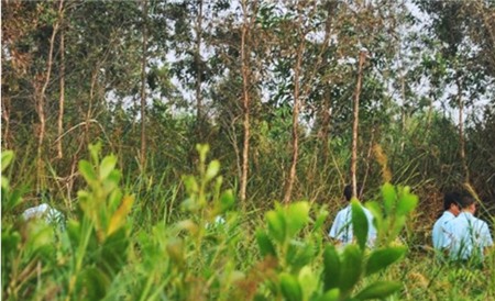 Cây cỏ xung quanh trực thăng rơi cháy rụi