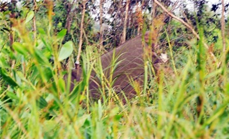 Cây cỏ xung quanh trực thăng rơi cháy rụi