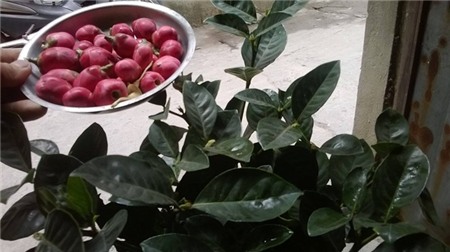 Cây cảnh gắn bằng nhựa, đinh tái xuất dịp gần Tết