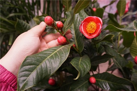 Cây cảnh gắn bằng nhựa, đinh tái xuất dịp gần Tết