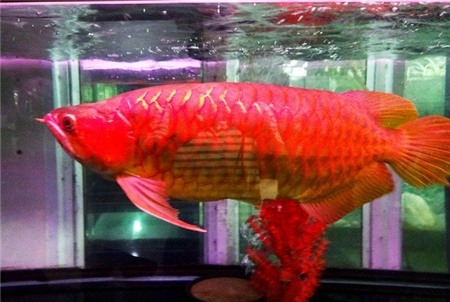 cá-cảnh, cá-huyết-rồng, cá-sấu, thú-chơi, thủy-quái, đại-gia