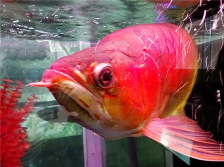 cá-cảnh, cá-huyết-rồng, cá-sấu, thú-chơi, thủy-quái, đại-gia