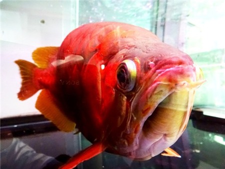 cá-cảnh, cá-huyết-rồng, cá-sấu, thú-chơi, thủy-quái, đại-gia