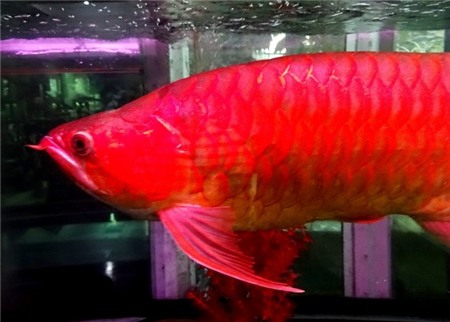 cá-cảnh, cá-huyết-rồng, cá-sấu, thú-chơi, thủy-quái, đại-gia