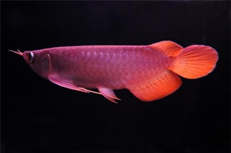 cá-cảnh, cá-huyết-rồng, cá-sấu, thú-chơi, thủy-quái, đại-gia