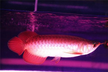 cá-cảnh, cá-huyết-rồng, cá-sấu, thú-chơi, thủy-quái, đại-gia