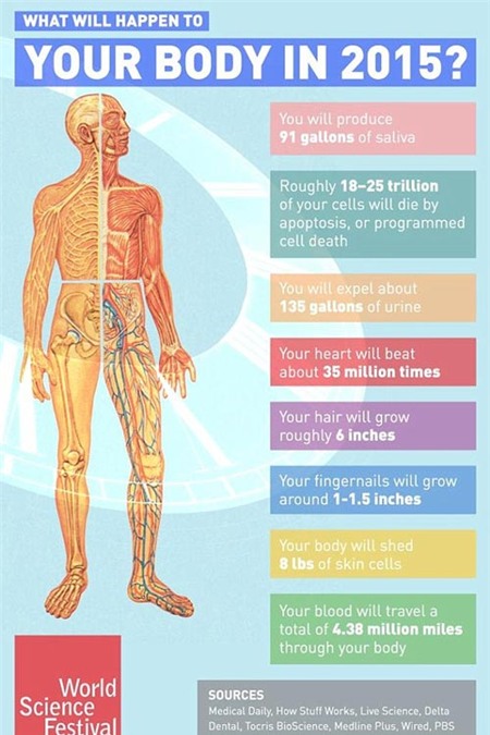 cơ thể, năm 2015, bài tiết, chớp mắt, cơ thể