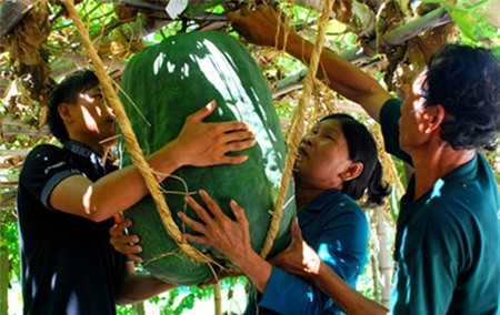 củ, quả, khổng-lồ, bí-đao, chanh, chuối, khoai-mỳ, kỳ-lạ, nông-dân, Việt-Nam, hút-khách